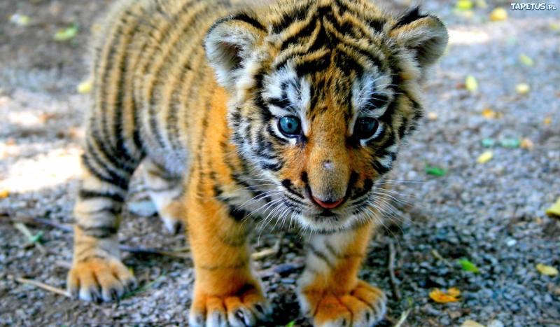 Jakie zwierze do Ciebie pasuje?