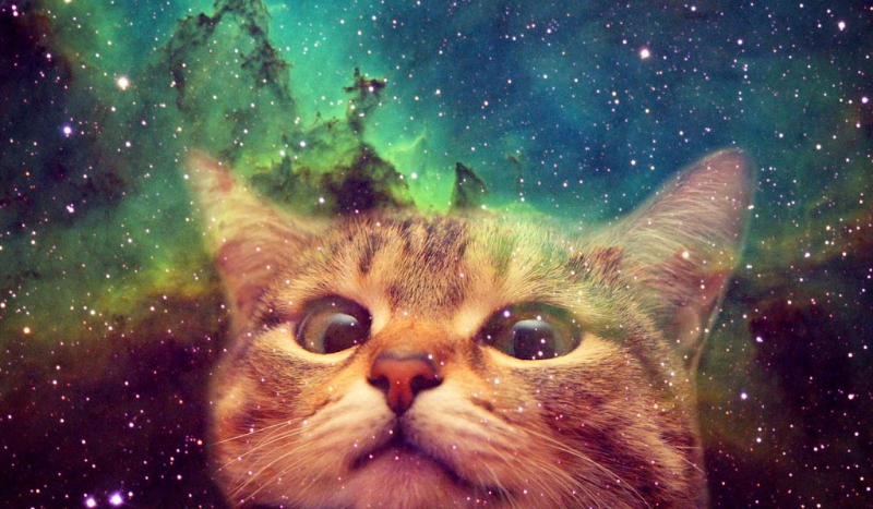 jakim był byś kotem