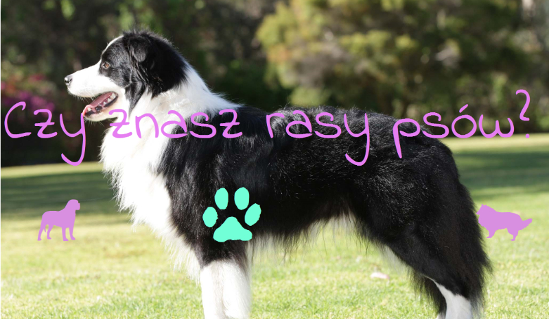 Czy znasz rasy psów?