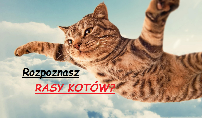 Czy rozpoznasz rasy kotów?