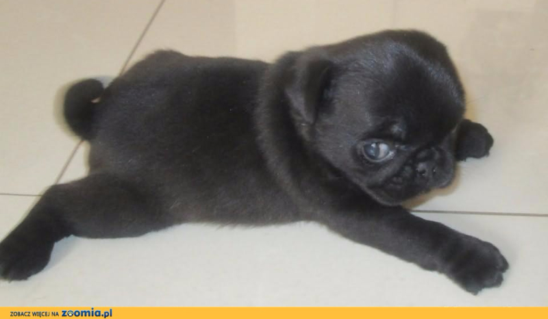 Jaką rasą psa jesteś?