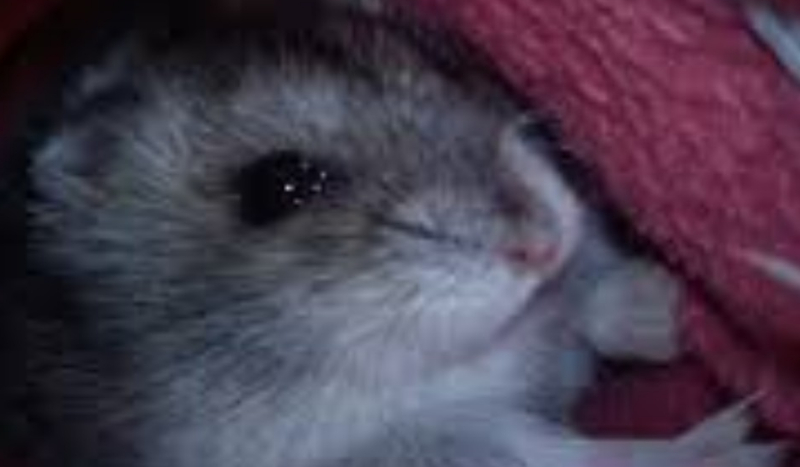 Jakim chomikiem jesteś?