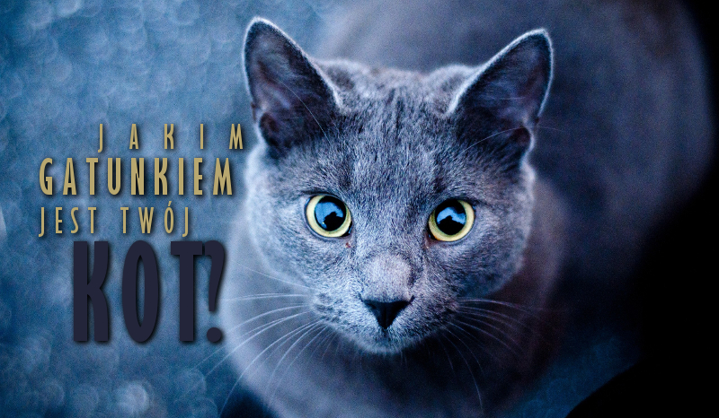 Jakim gatunkiem jest Twój kot?