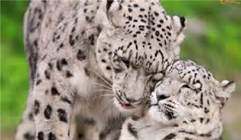 Jakim Zwierzeciem jestes?