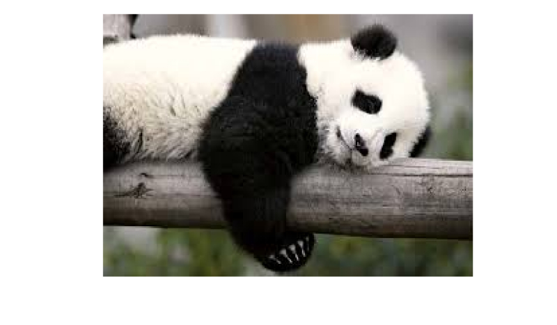 Czy uda ci się wychować Pandę ?