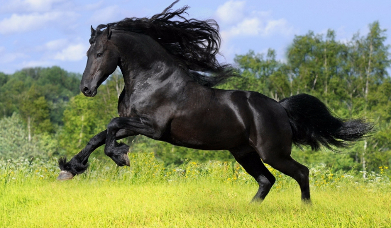 Czy kochasz konie ???????????????