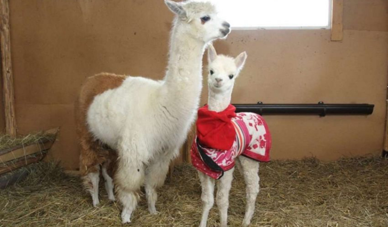 Wymyślcie dla nich imiona :D