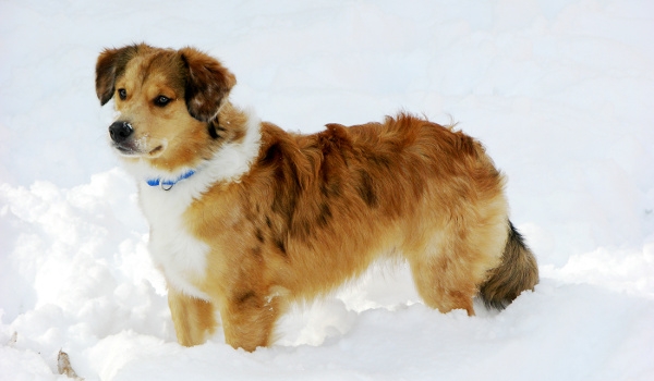 Czy twój pies cię lubi???