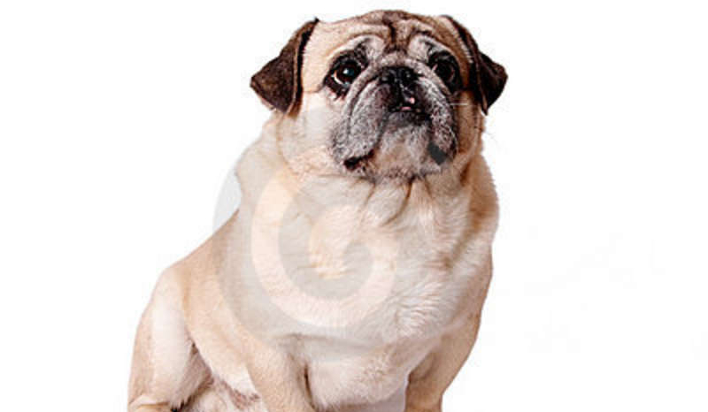 jaka rasa psa do ciebie pasauje