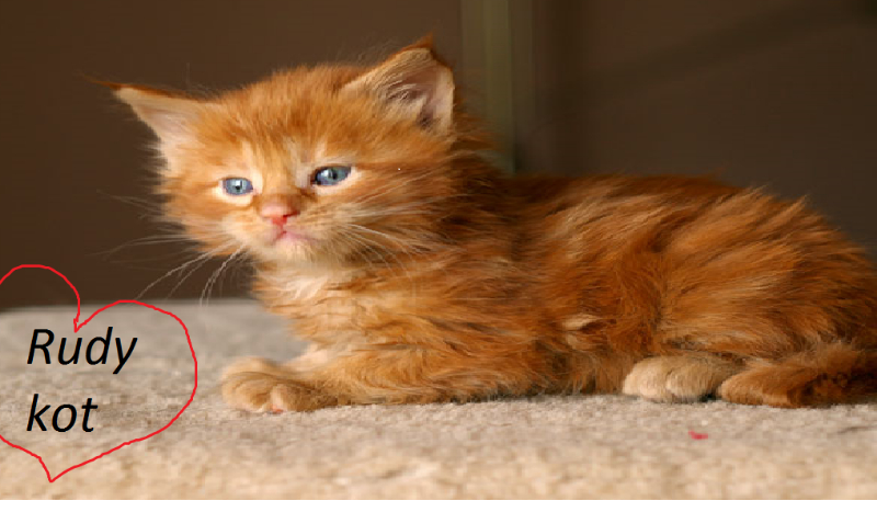 Czy umiesz zaopiekować się kotem?