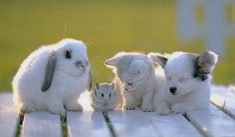 Jaki zwierzak do ciebie pasuje?