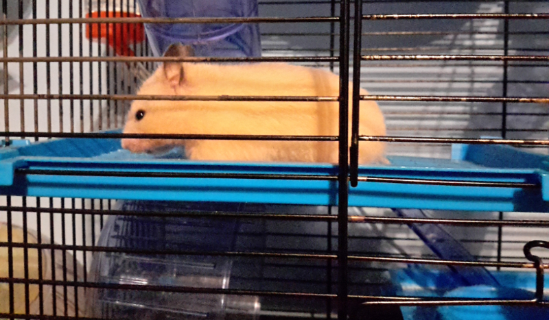 Co wiesz o samochodach.