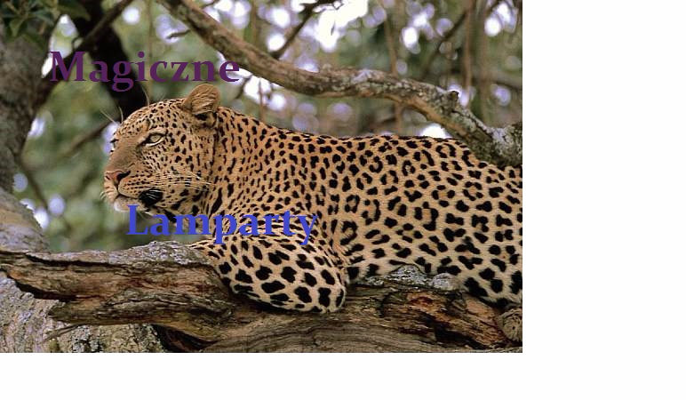 Magiczne Lamparty #2