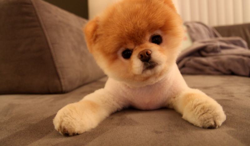 jak dobrze znasz cs go