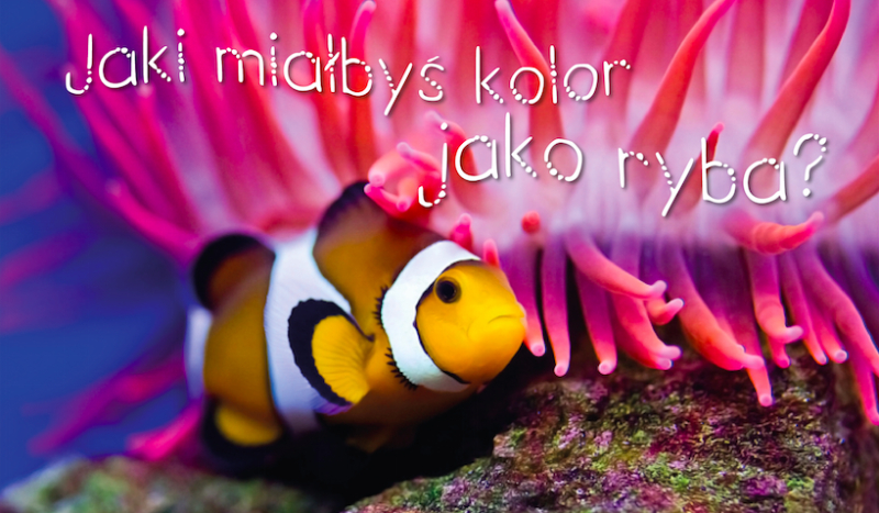 Jakiego koloru byłbyś rybą?