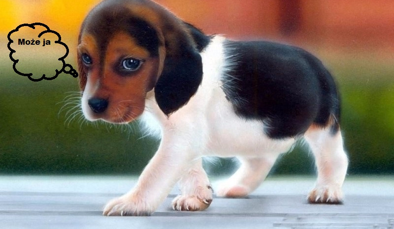 jaka rasa psa do ciebie pasuje