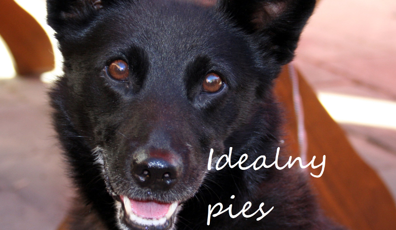 Idealny pies