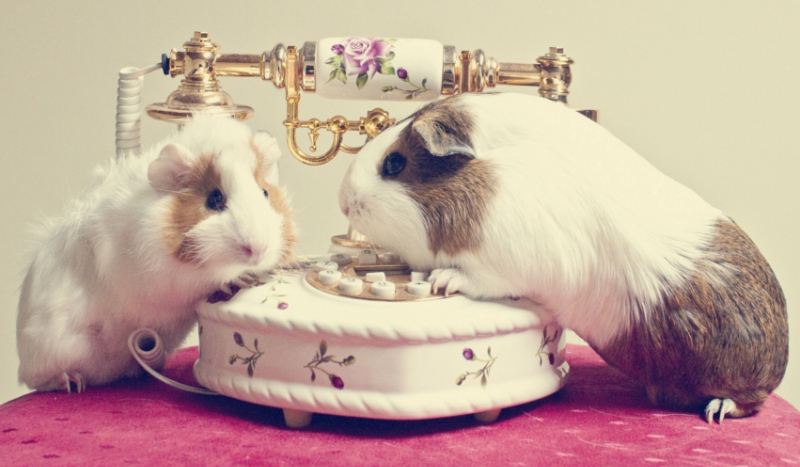 Test wiedzy o świnkach morskich.