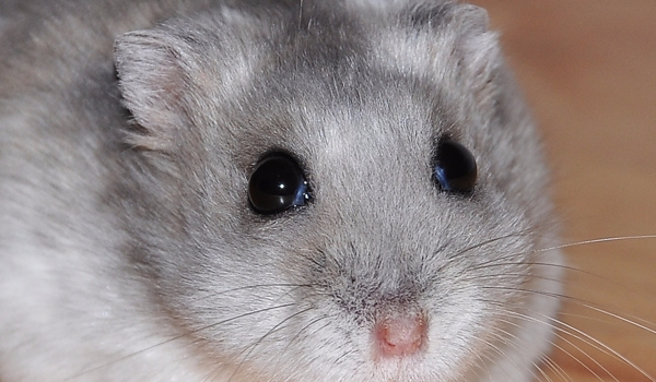 test wiedzy o chomikach