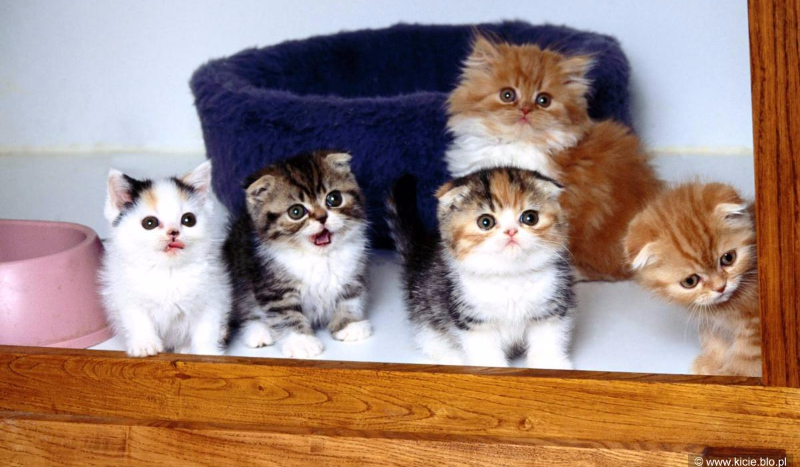 Jakim kotem jesteś?