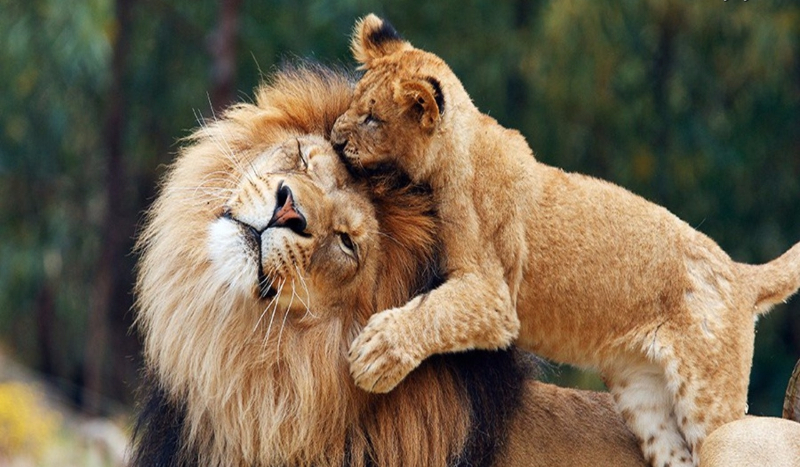 jakim dzikim kotem jesteś?