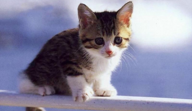 Jaka rasa pasuje do kota