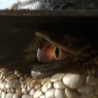 Rattlesnake-Agnes