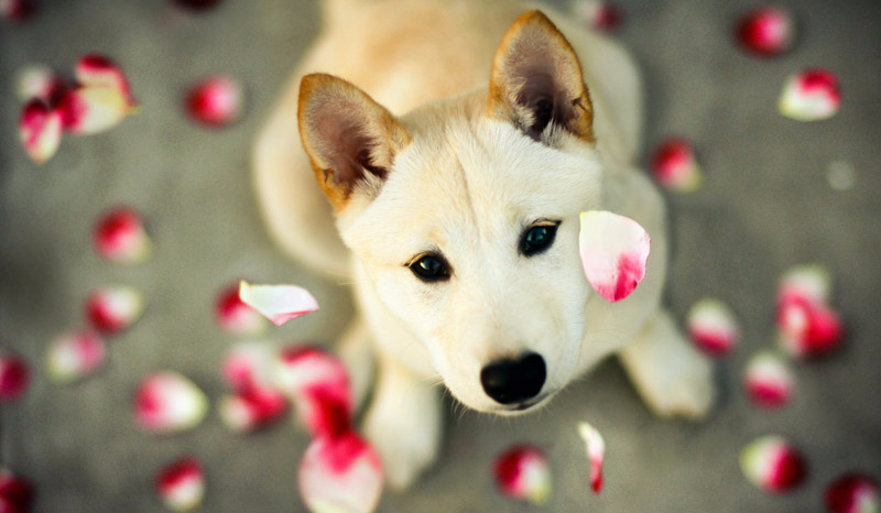 Odgadniesz rasy psów ?