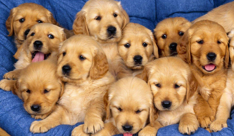 Rasy psów na litery A-B