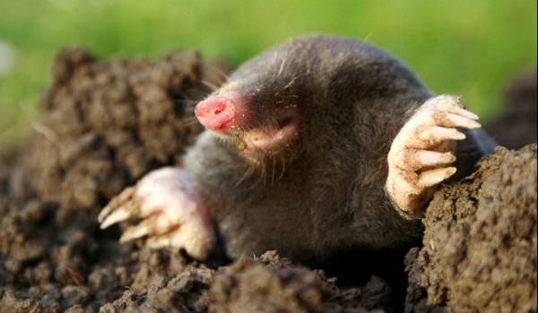 Czy Emi cię polubi?