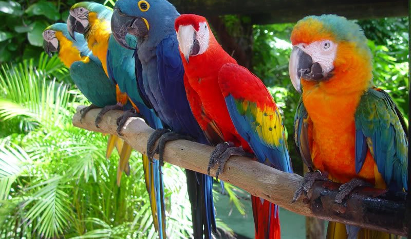 Jaką rasą papugi jesteś?