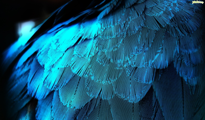 Piękne Pióra  #0 Prolog