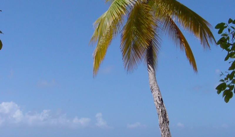 czy jesteś surwiwalistą