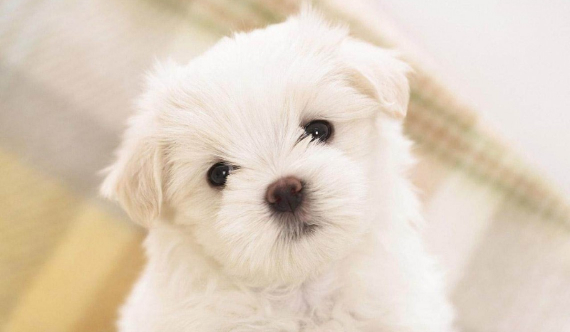 Czy rozpoznasz te psy ???