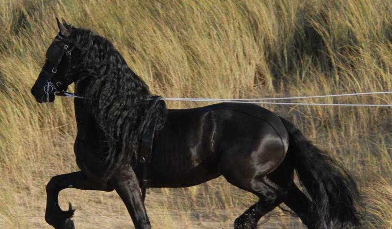 Jaka rasa koni do ciebie pasuje?