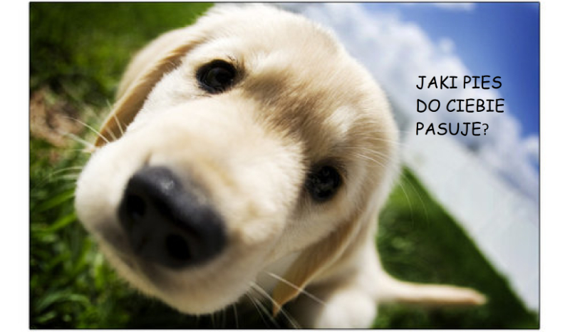 Jaki pies do ciebie pasuje?