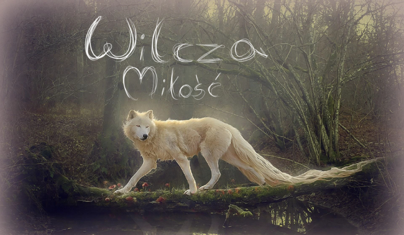 Wilcza Miłość #4