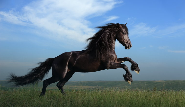 Jakiego konia powinieneś kupić?