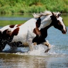 LDHorses