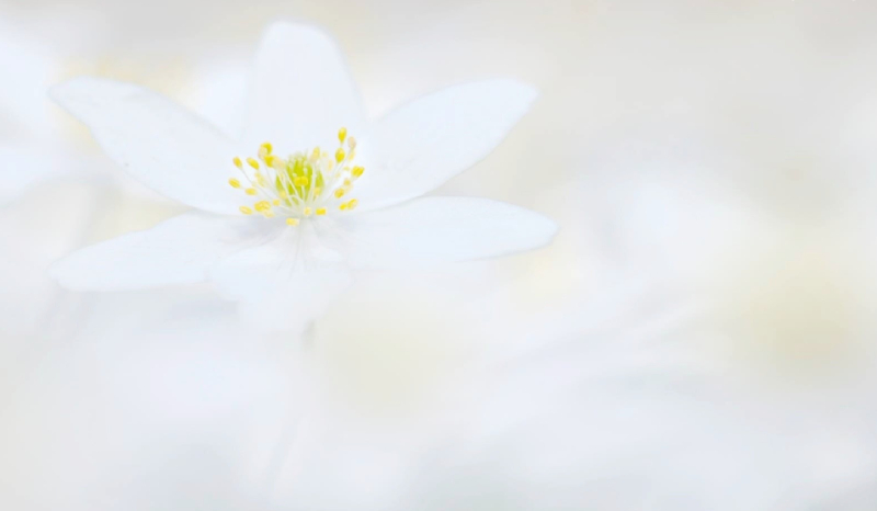 Czy znasz wszystkie rasy psów?