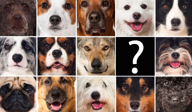 Czy rozpoznasz najpopularniejsze rasy psów?