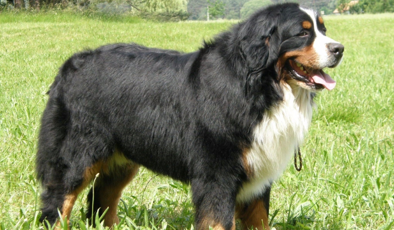 bernejski pies pasterski