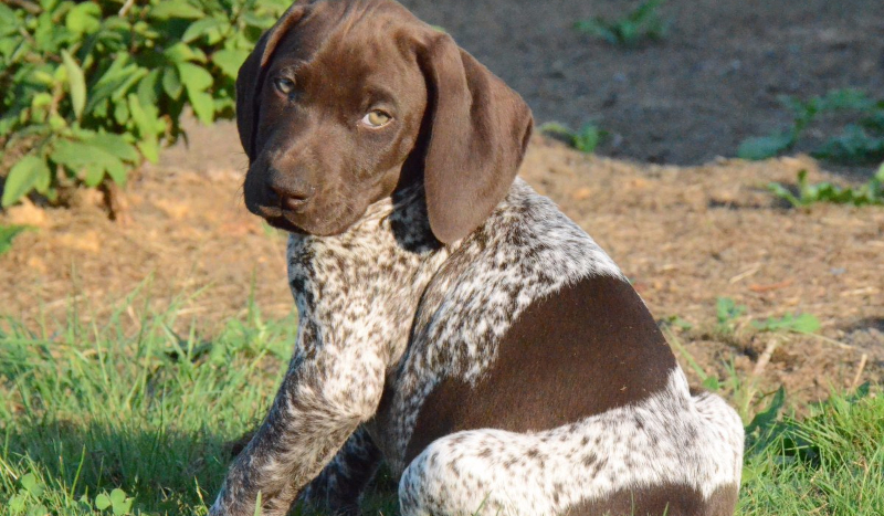 Jakim zwierzakiem jesteś?