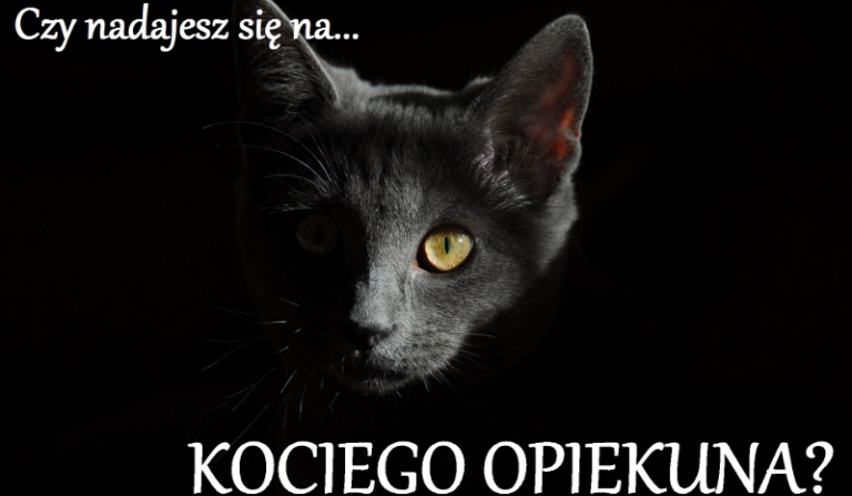 Czy nadajesz się na kociego opiekuna?