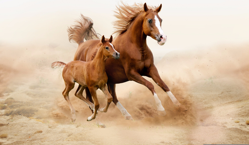 Czy nadajesz się na opiekuna konia?