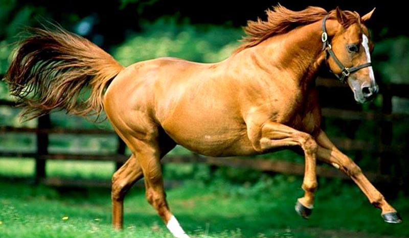 Jak bardzo lubisz konie?