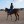 My-life-as-horse-lover
