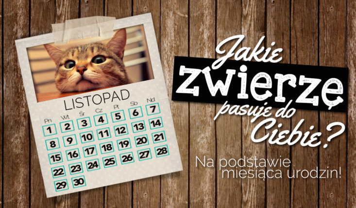 Zaznacz swój miesiąc urodzenia, a powiemy Ci jakie zwierzę do Ciebie pasuje!