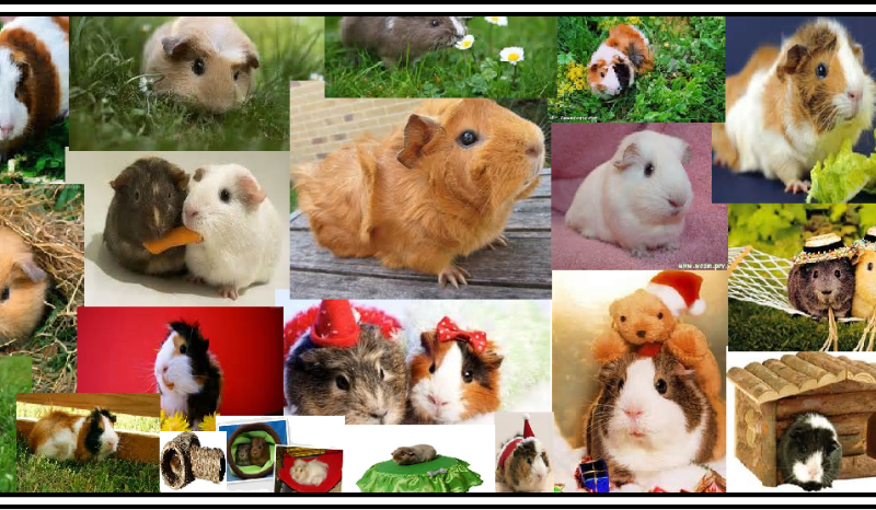 Test wiedzy o świnkach morskich