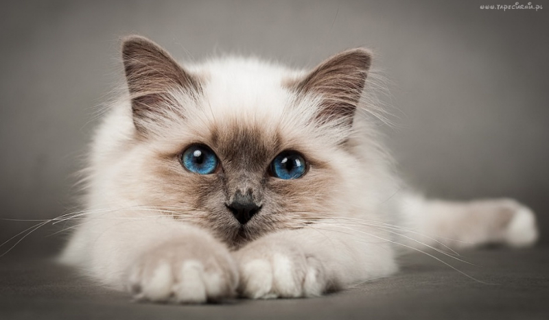 Czy możesz mieć kota?